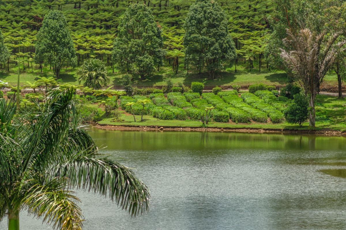 Las plantaciones de té son uno de los grandes motores económicos de Mauricio