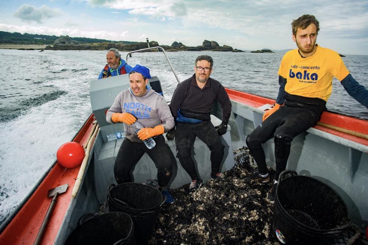 Así recolectan mejilla los bateeiros de Arousa