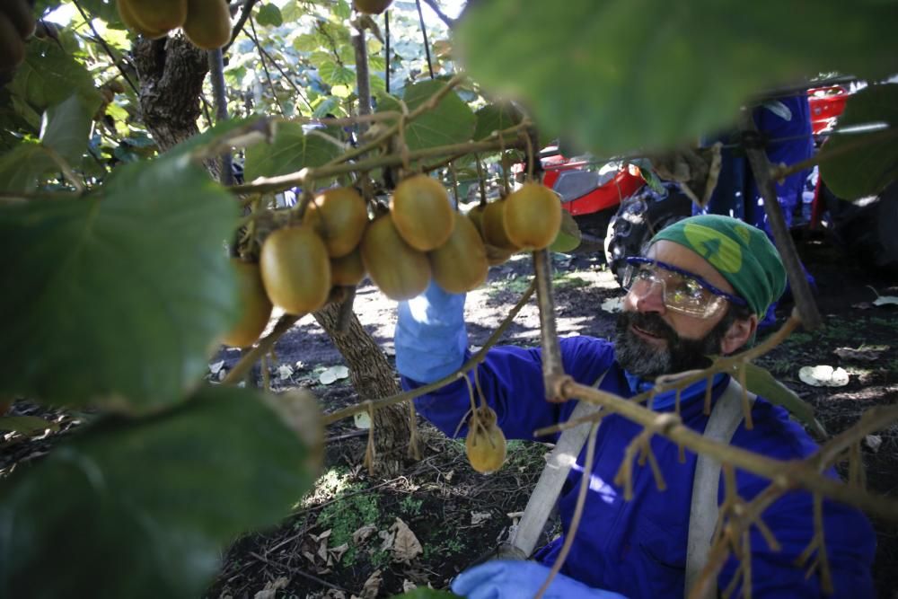 La recogida del kiwi en Pravia