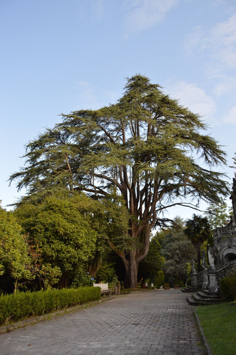 Las "árbores senlleiras" de los jardines de Lourizán