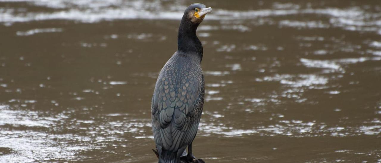 Un cormorán sobre un tronco en el río Ulla.