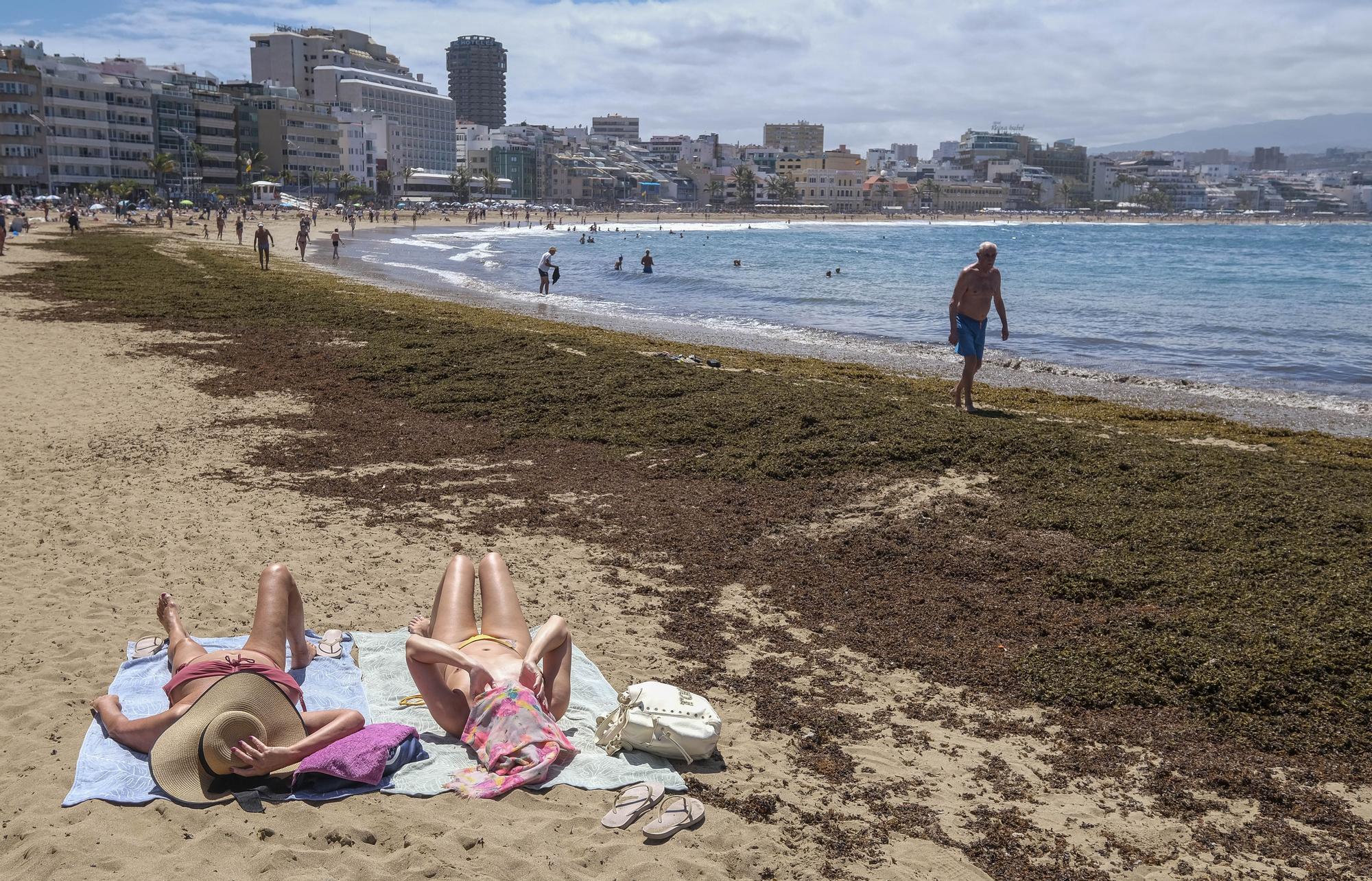 La playa de Las Canteras amaneció este miércoles 27 de marzo con una gran cantidad de seba en la orilla. 