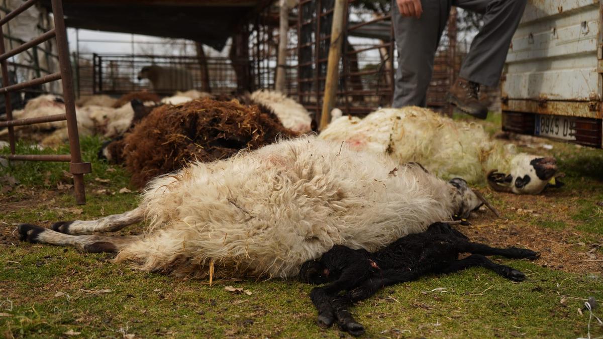 Ovejas muertas en uno de los últimos ataques en Sayago