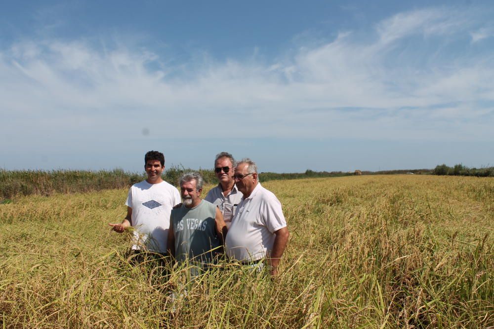 Alicante recupera el "arroz bombón", que dejó de cultivarse hace 51 años