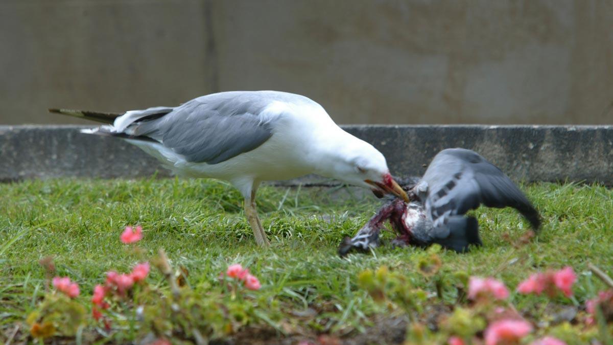 Una gaviota captura una paloma en mitad de la plaza de Catalunya, en Barcelona.