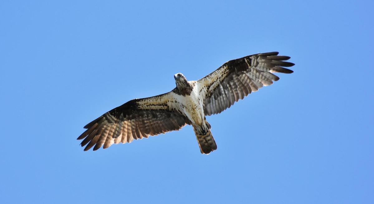 Quebrantahuesos en pleno vuelo.