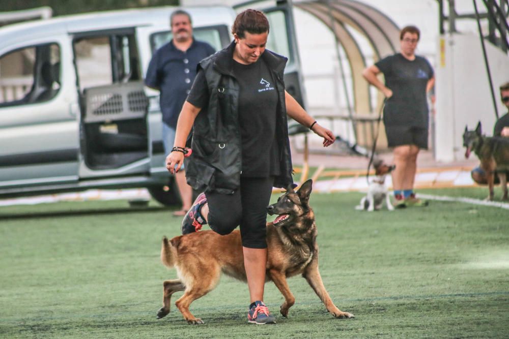 Carrera de burros y asnos y exhibición canina en D