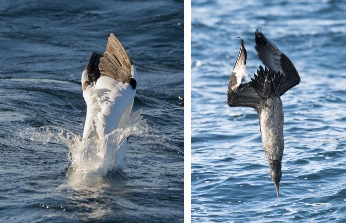 "Estar junto a una ballena azul de 20 metros es algo indescriptible"