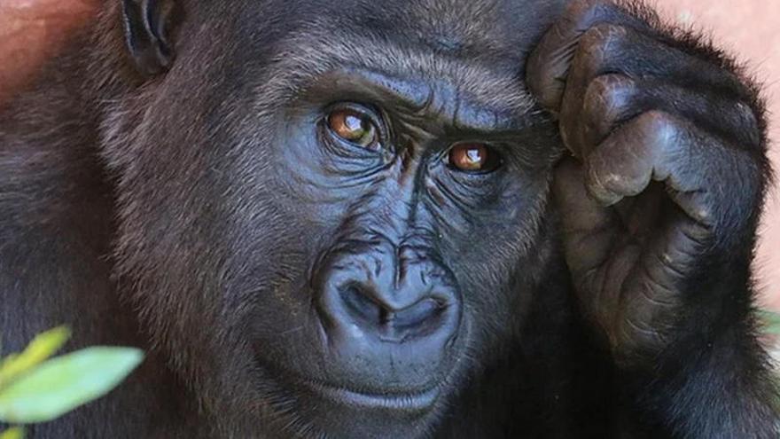 Coronavirus: adiós a gorilas, chimpancés y orangutanes