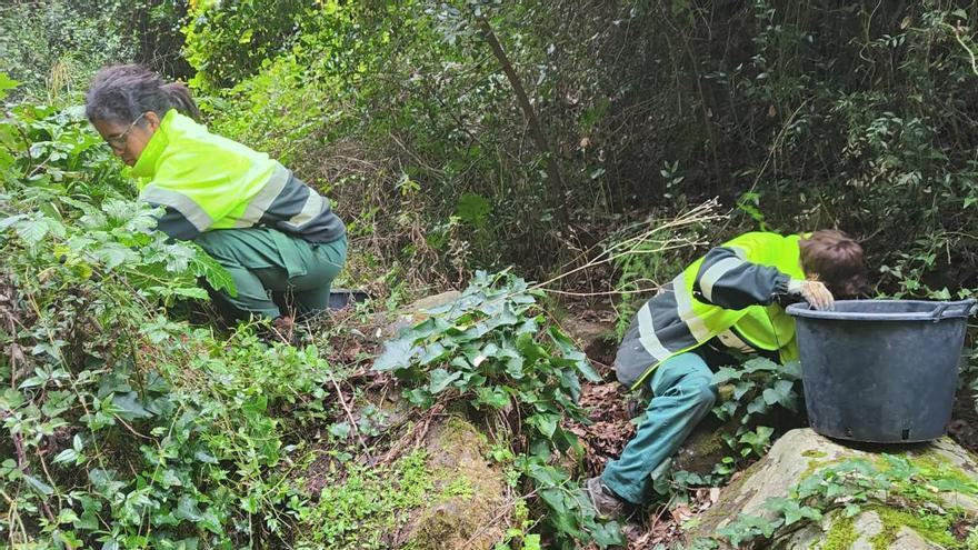Treballadors de l'Ajuntament de Palafrugell fent tasques per eliminar la flora invasora