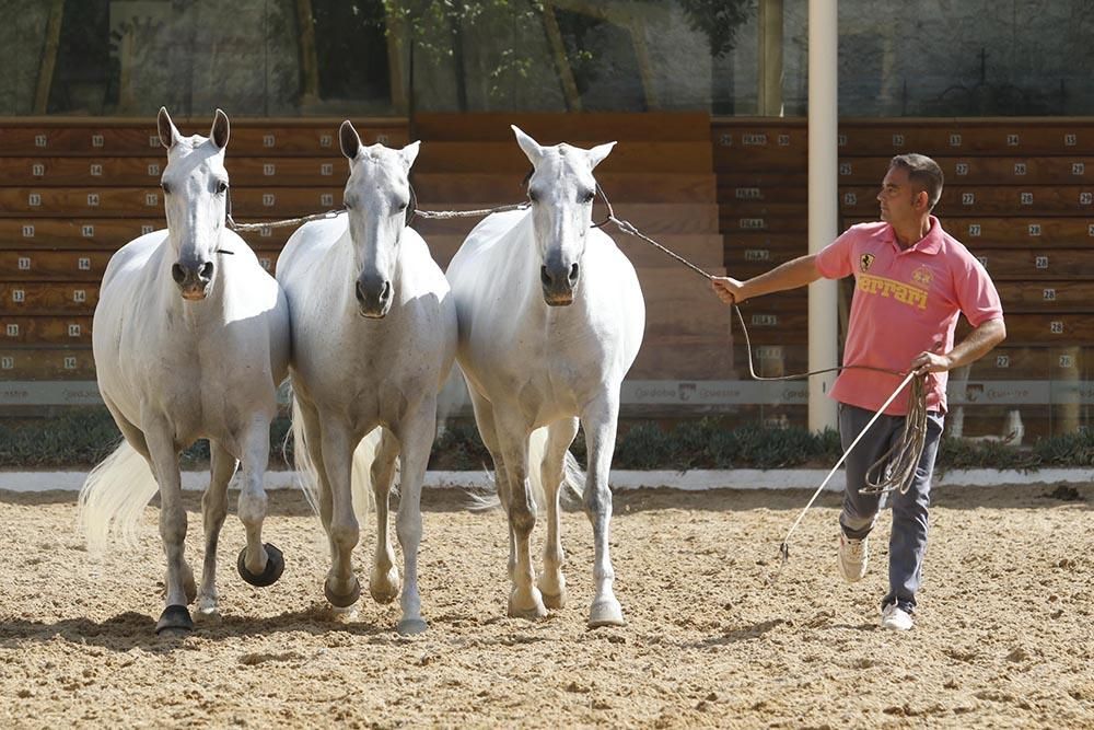 Presentación de Cabalcor 2020