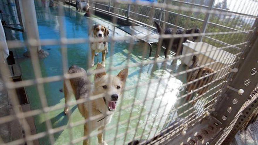 Los veterinarios, preocupados por el Centro Municipal de Protección Animal de Zaragoza