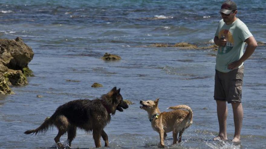 Imagen de una playa para perros en el Baix Vinalopó.