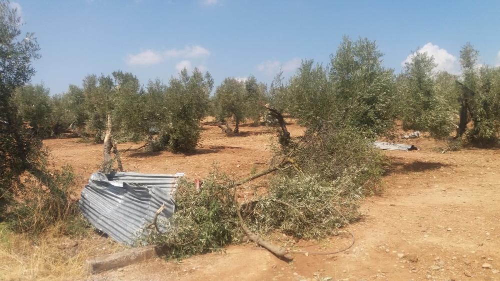 Daños provocados por el tornado en Campillos