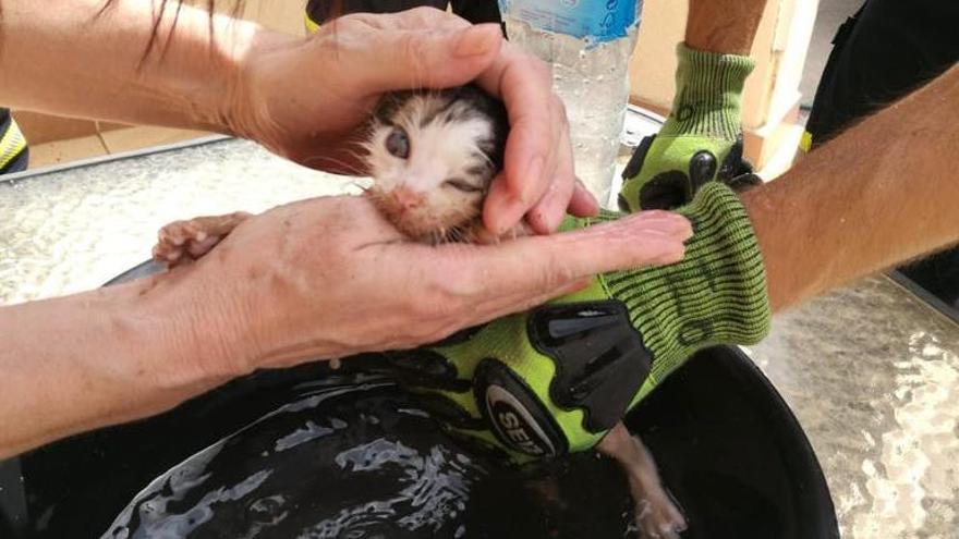Los bomberos de Torrevieja rescatan a un gatito atrapado en una tubería