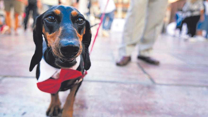 Castelló contemplará protocolos para la evacuación de animales