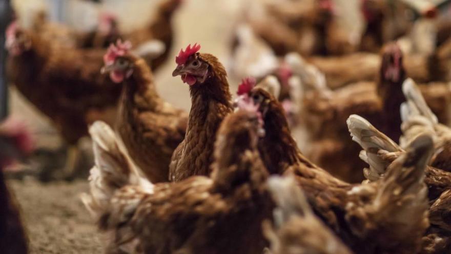 Gallinas camperas en Huevos Guillén