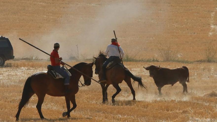 Festejo taurino en las fiestas.