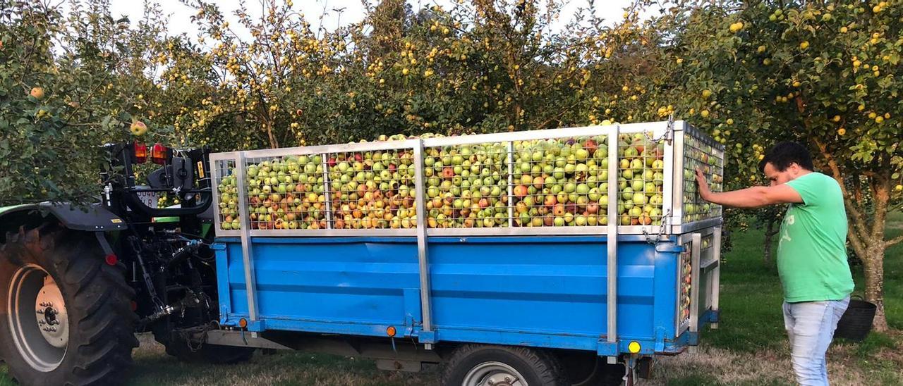 Recogida de manzana para la elaboración de Sidra Rabiosa en el lagar de Pardemarín.