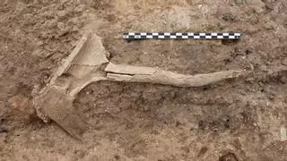 Las excavaciones de la UA en Los Saladares revelan novedades sobre la economía de la Edad del Bronce en el Bajo Segura