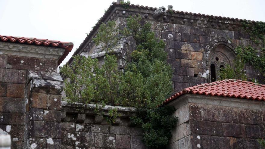 Vista de los laureles sobre la capilla, lo más preocupante porque están enraizando. |  Noé Parga