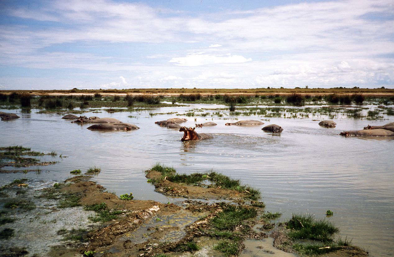El Parque Nacional de Virunga es un destino de naturaleza salvaje único en el mundo