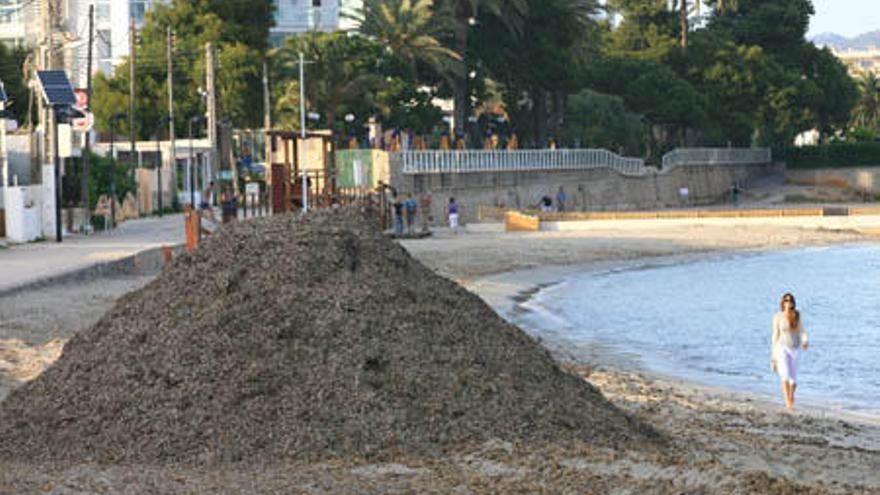 Una mujer pasea junto a un montón de posidonia acumulada sobre la arena al principio de Platja d´en Bossa, ayer por la tarde.