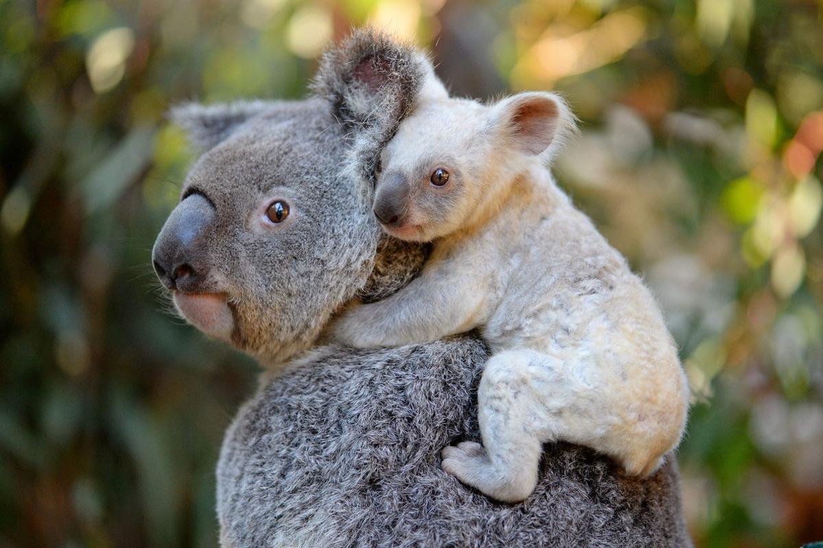 koala