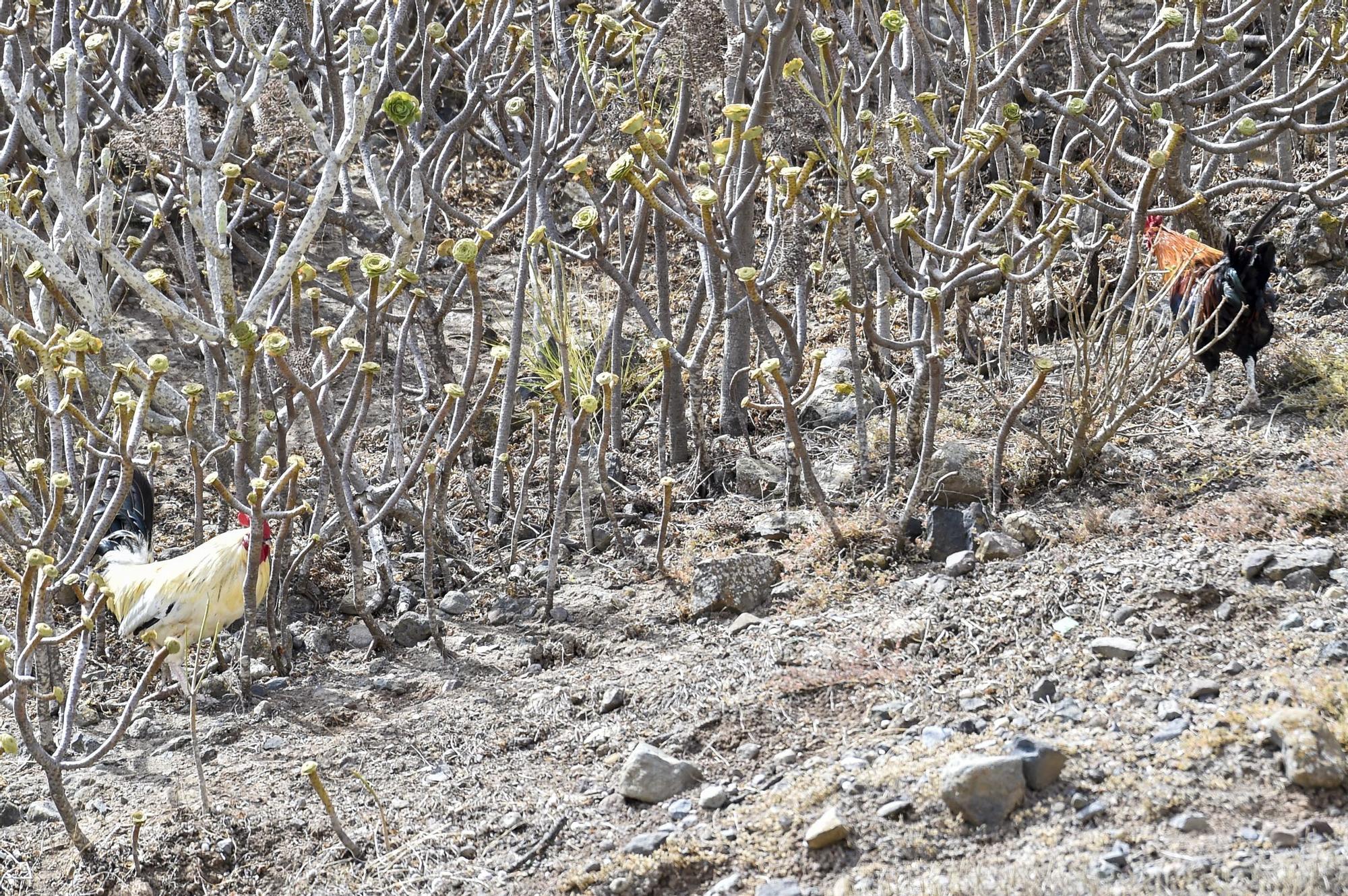 Colonia de gallos y gallinas sueltas por las calles de Salto del Negro