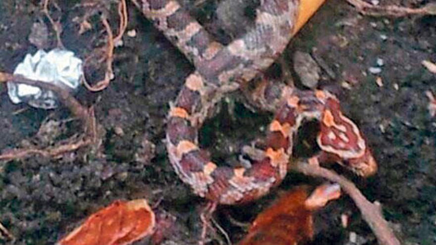 Encuentran una serpiente en una jardinera de la calle Sant Miquel de Palma