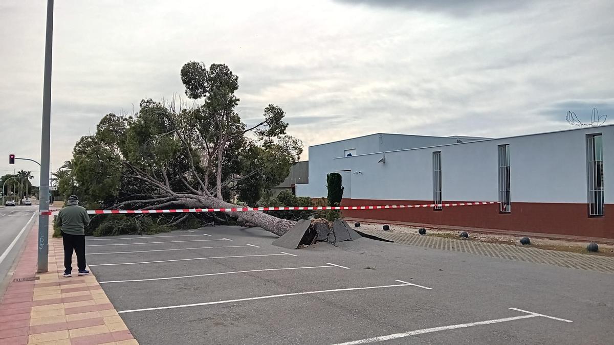 El enorme árbol, arrancado por la fuerza del viento