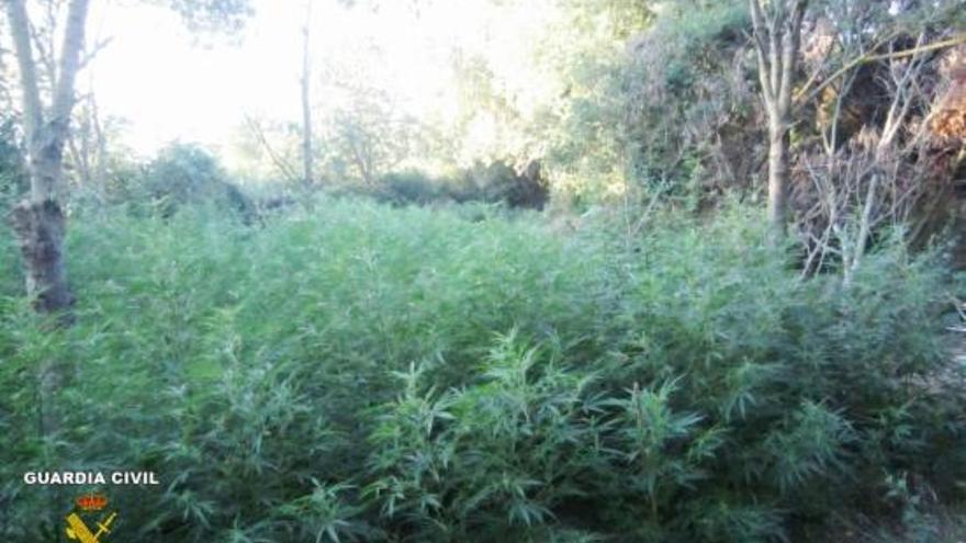 La plantació de marihuana descoberta