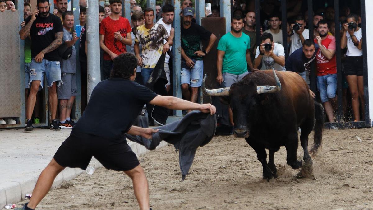 Las exhibiciones de 'bous de carrer' son parte fundamental de las fiestas patronales de Vila-real.