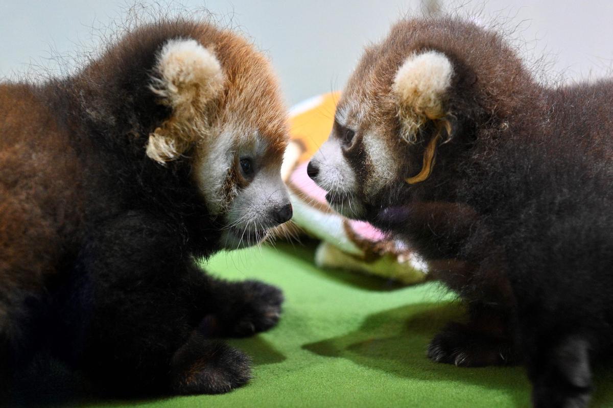 Dos cachorros de panda rojo, presentados en Yokohama