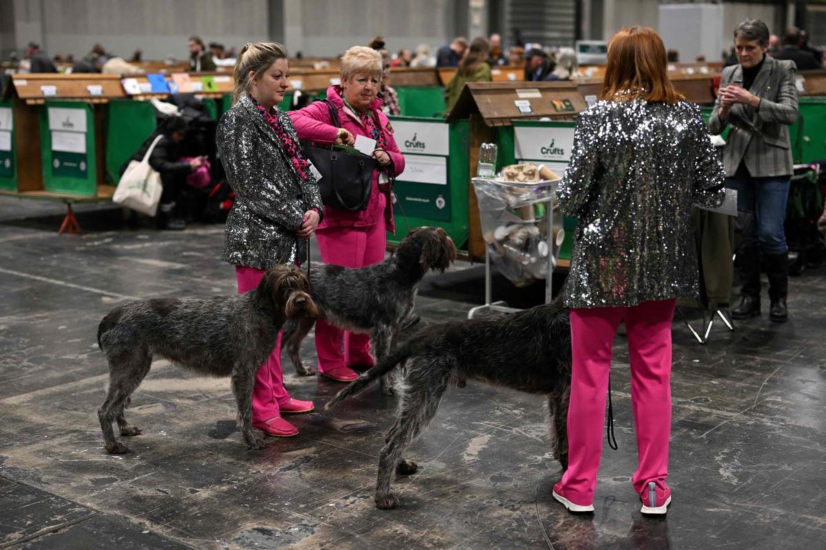 Exposición canina en el Centro Nacional de Exposiciones de Birmingham