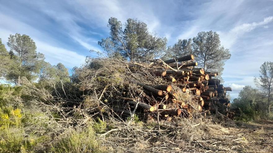Montones de pinos talados permanecen hasta 5 meses sin retirar en la sierra de Enguera