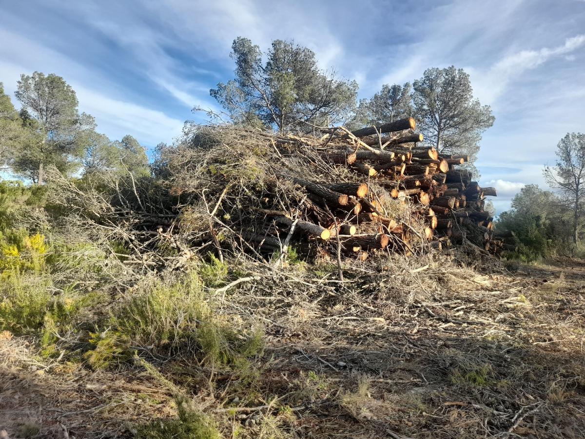 Pinos apilados junto a la carretera de Benali, en el monte de Enguera.
