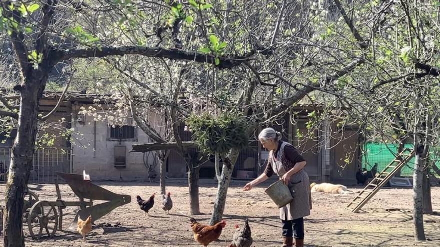 La vuelta a la caleya de los pitos y pitas asturianos: "Es una liberación, lo han pasado mal"