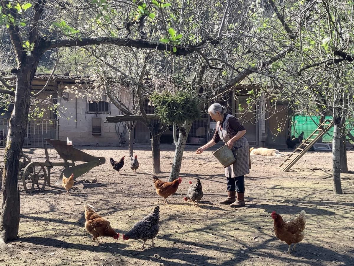Luisa Díaz, dando de comer a sus gallinas al aire libre.