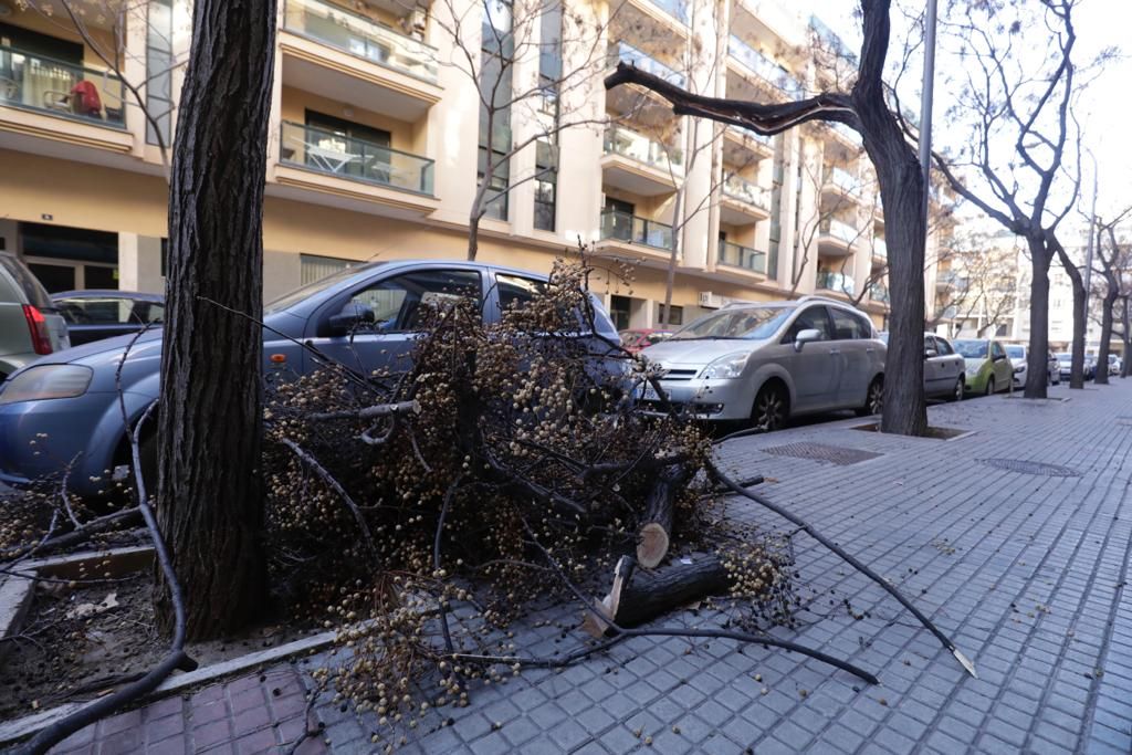 Ramas caídas en la calle Josep Oleza de Palma