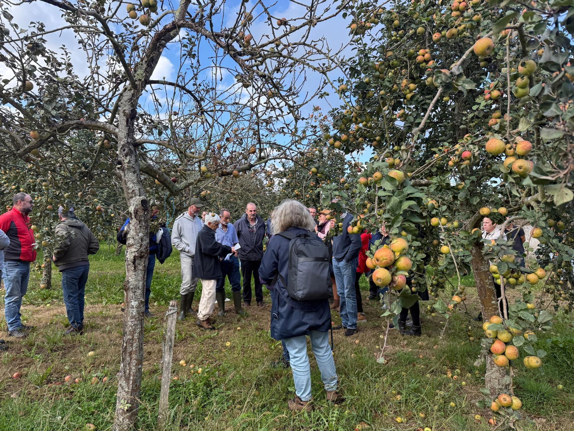 El SERIDA explica sobre el terreno las medidas de protección contra las plagas de roedores en pomaradas