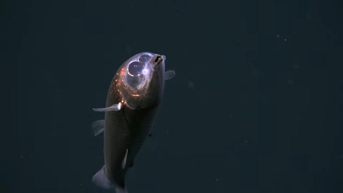 El pez de ojos de barril