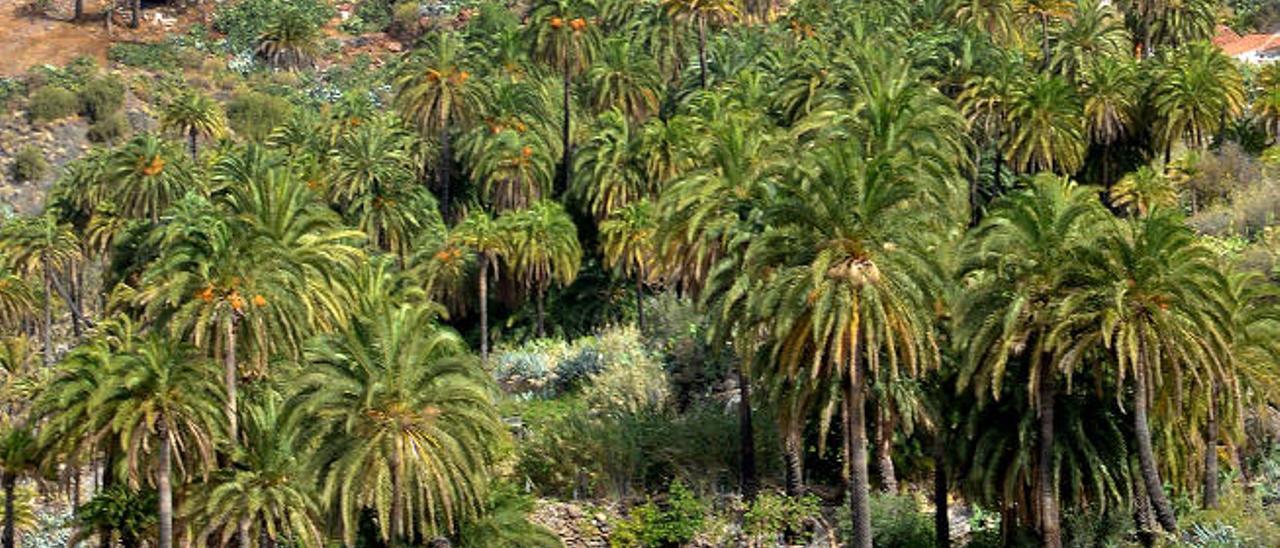 Palmeral de La Sorrueda, en Santa Lucía.