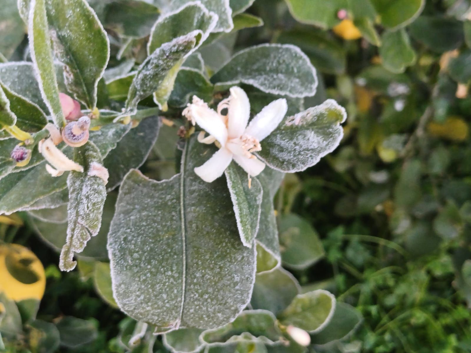 Así han amanecido muchos cultivos de la Vega Baja y el Camp d´Elx: bajo la escarcha