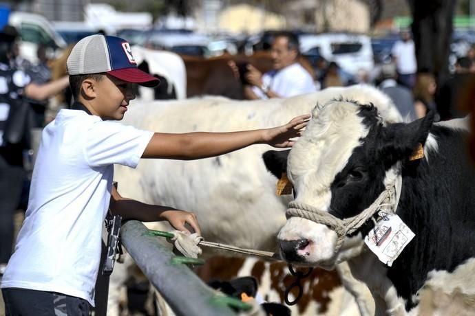 08-12-19 GRAN CANARIA. JINAMAR. JINAMAR. TELDE. Fiesta de la Inmaculade Concepcion y de la Caña Dulce de Jinamar, feria de ganado, procesión.. Fotos: Juan Castro.  | 08/12/2019 | Fotógrafo: Juan Carlos Castro