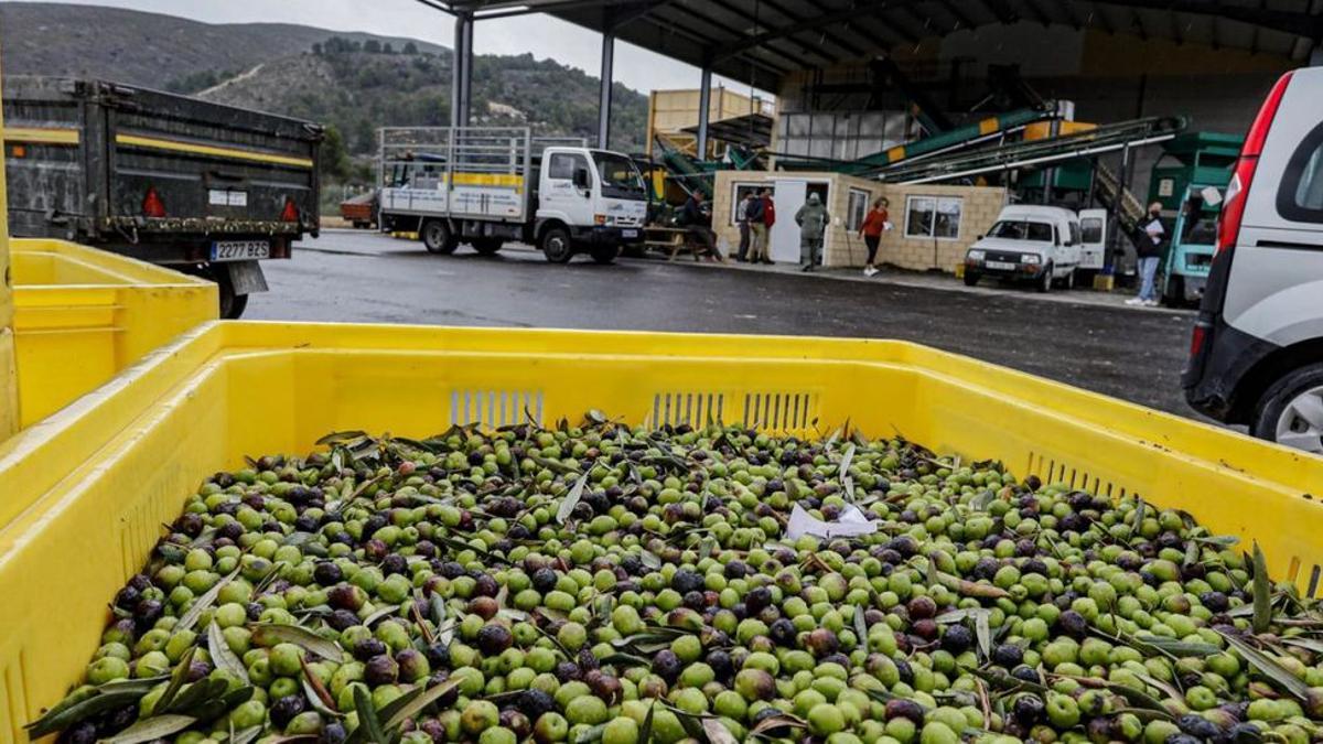 Imagen de aceituna recogida en una almazara.