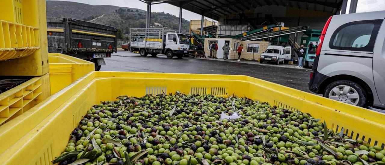 Las almazaras, como es el caso de la de Millena, sufren un encarecimiento del coste de producción del aceite por la subida de la luz. | JUANI RUZ