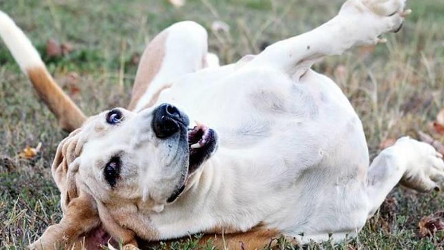 Mi perro se ha clavado una espiga