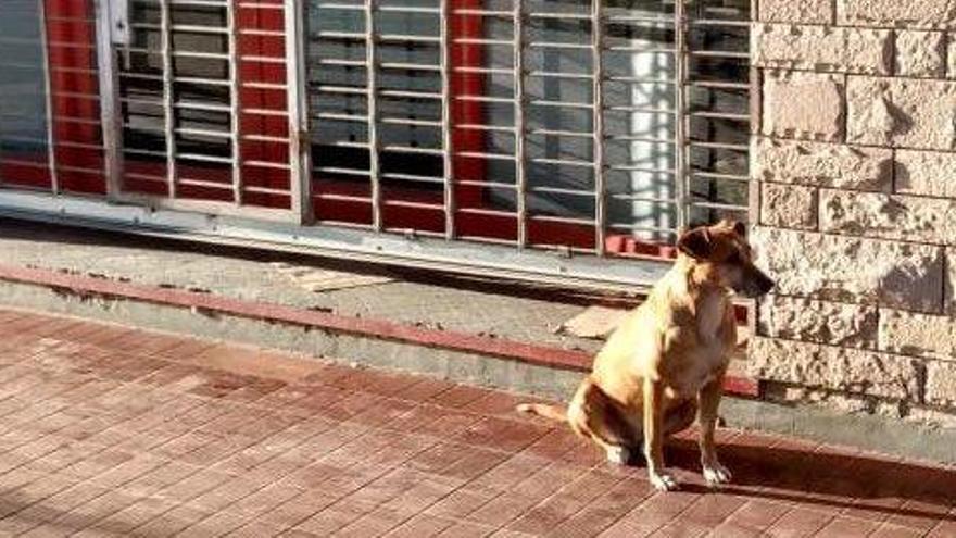 Bianca, la perra que lleva días esperando a su dueña fallecida