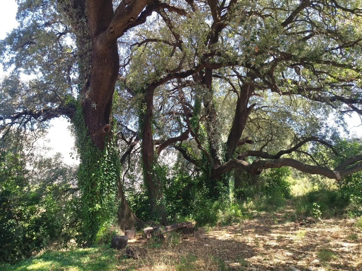 El frondoso encinar de la Vall d'Ebo